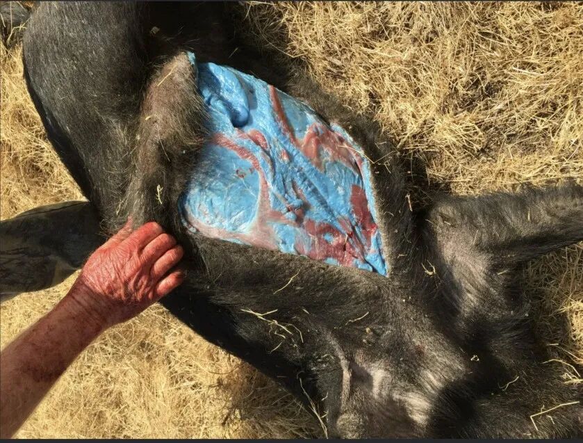 这里的猪肉变成了蓝色，当地政府警告：有毒，不要食用！