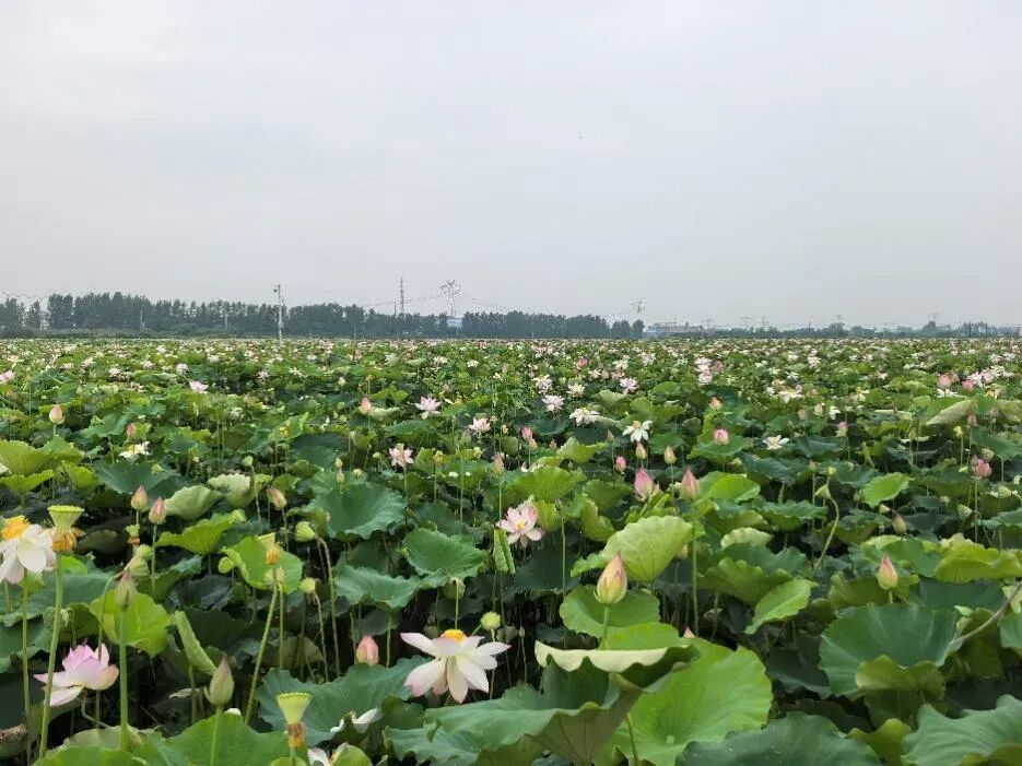 荷塘的香气密码：荷花的香味到底来源于哪里？