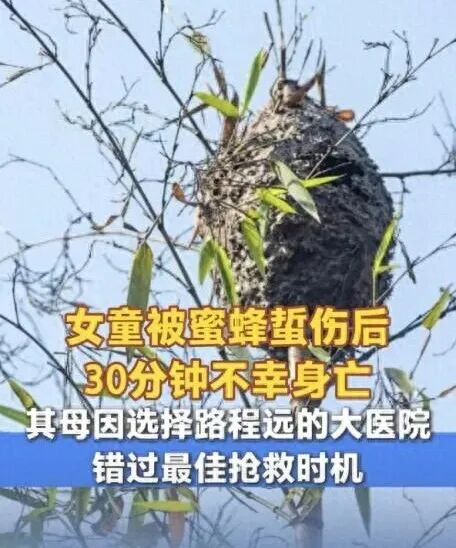 女童被蜜蜂蜇伤30分钟后离世，医生：做好这一点很重要