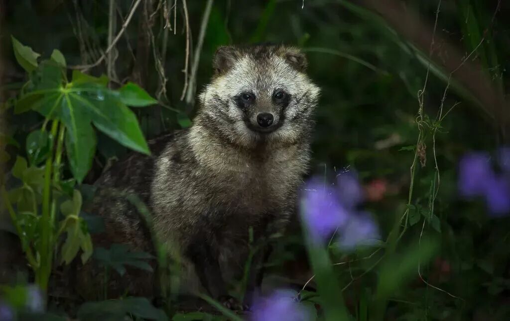 “和人类共存，变身这种超能力，已经过时啦。”