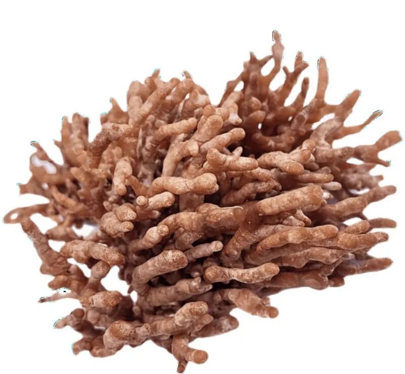 当蘑菇开始搞艺术，真菌学家都沉默了