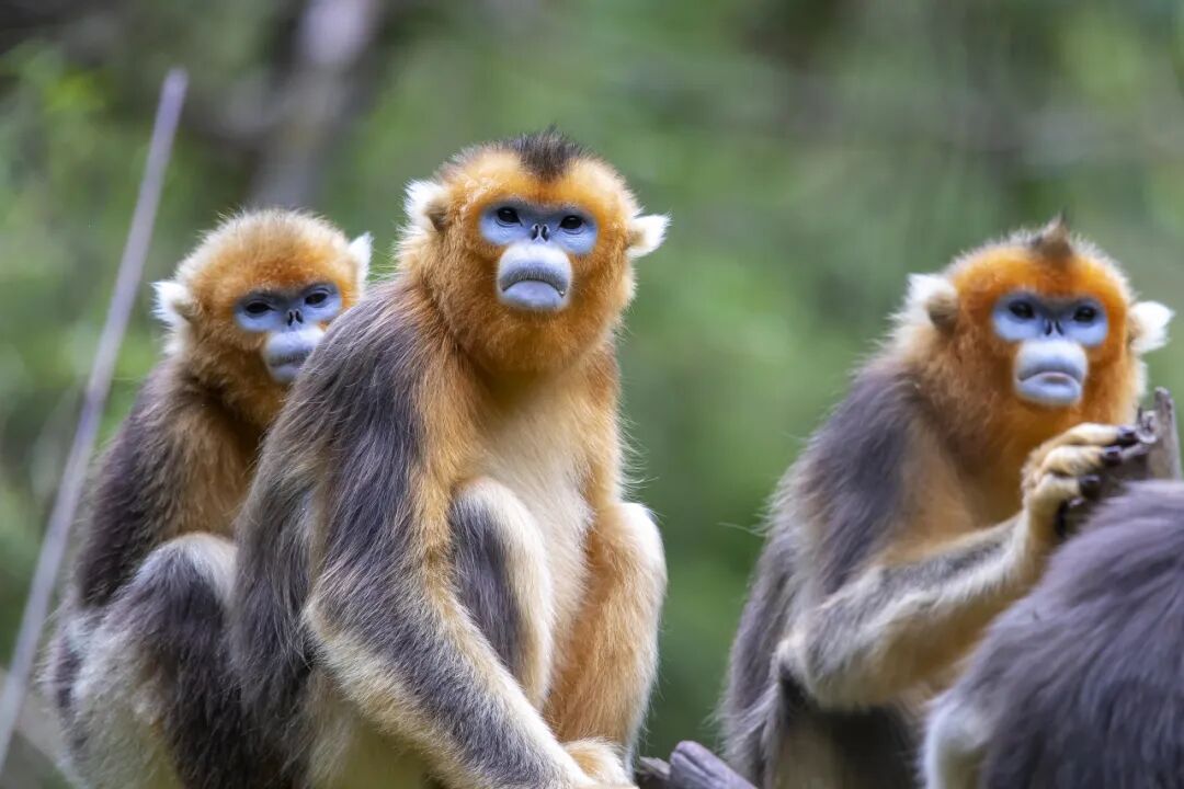 齐天大圣，到底是个什么猴？